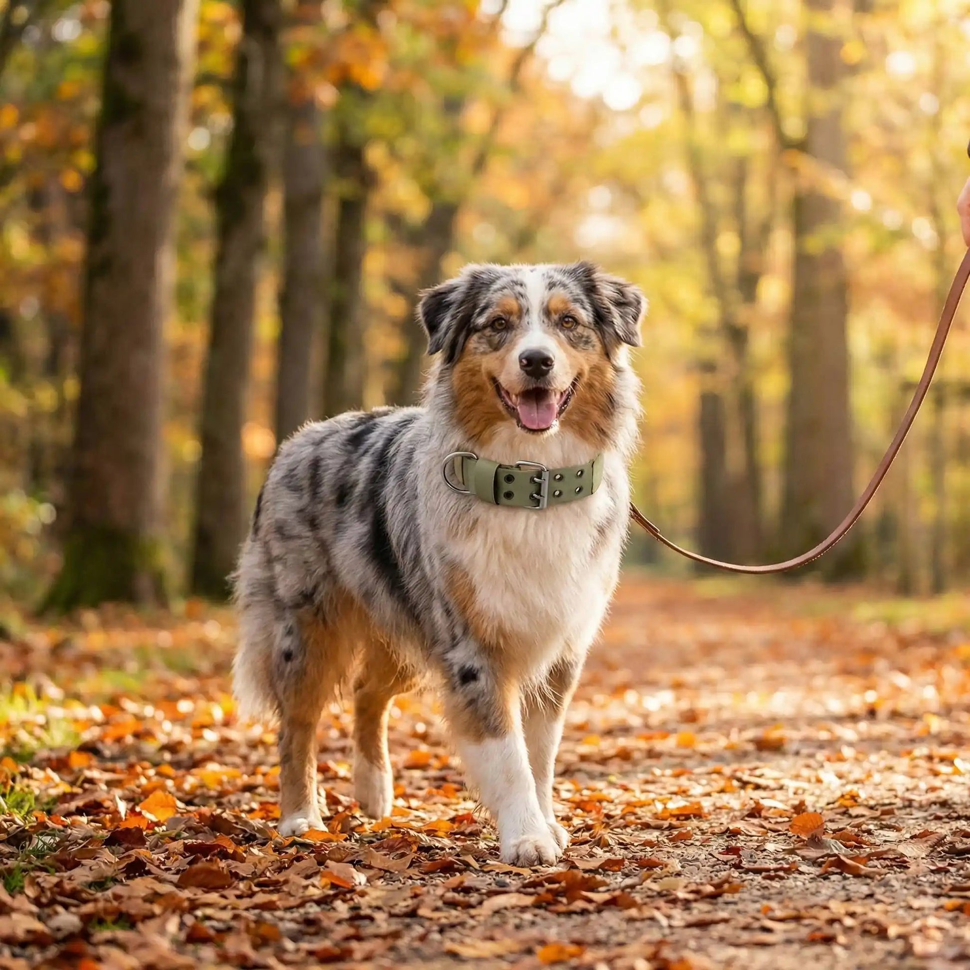 berger australien en promenade  foret                      automne portant collier chien kaki