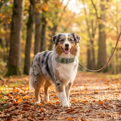 berger australien en promenade  foret                      automne portant collier chien kaki