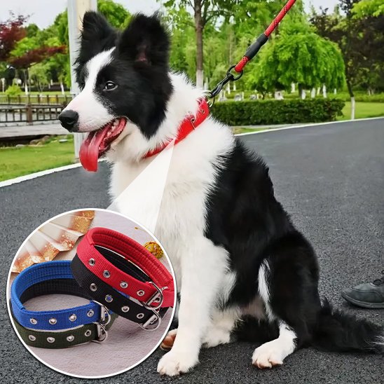 border collie assis sur bitume portant collier pour chien nylon rouge