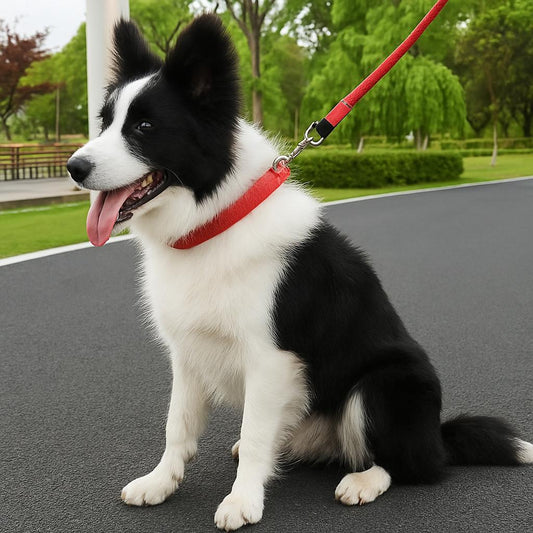 border collie paisible assis dehors portant collier pour chien nylon rouge