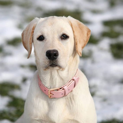 chien assis avec collier chien cuir au cou