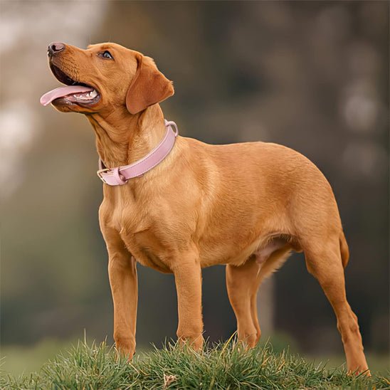 chien dehors avec collier cuir chien rose