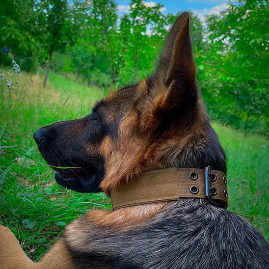 chien policier couche sur herbe verdoyante portant collier chien beige
