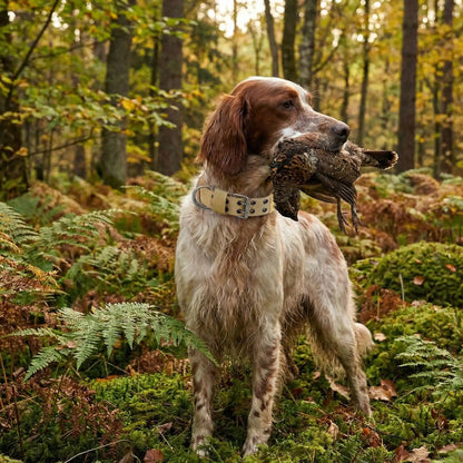 chien setter forêt avec perdrix dans bouche portant collier chien beige 