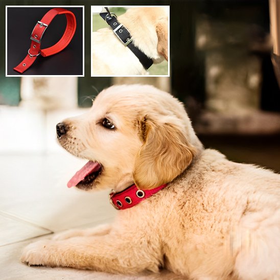 chiot beige couche portant collier pour chien nylon rouge