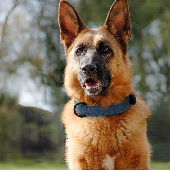 Chien berger allemand au pelage fauve et noir, oreilles dressées, portant un collier chien cuir bleu avec un regard alerte