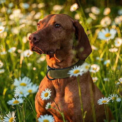 Chien brun poil court assis dans champ marguerites blanches portant collier couleur cafe