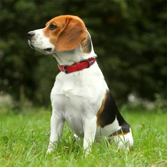  Beagle au pelage tricolore assis sur l’herbe, portant un collier chien cuir rouge regardant vers la gauche