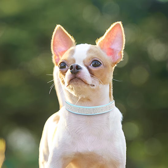 petit chien collier chien cuir bleu avec strass