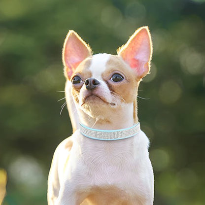 petit chien collier chien cuir bleu avec strass