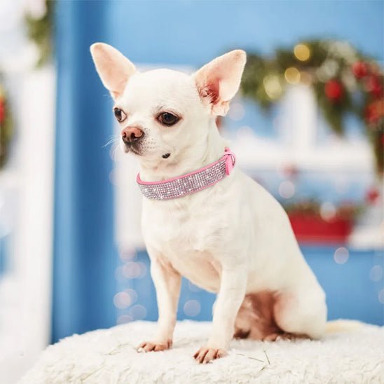 chien collier chien cuir rose brillant