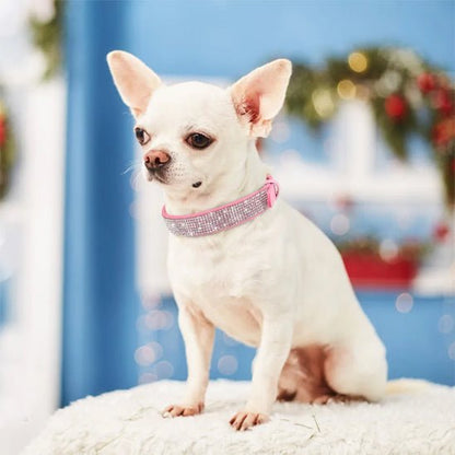 chien collier chien cuir rose brillant