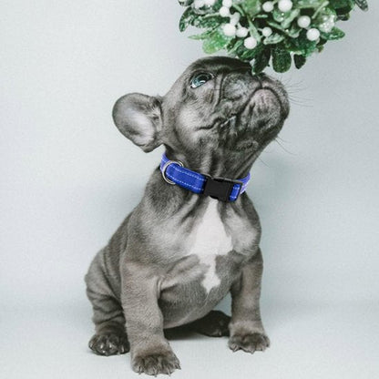 Bouledogue français sentant une plante au-dessus de sa tête portant un collier chien bleu en nylon