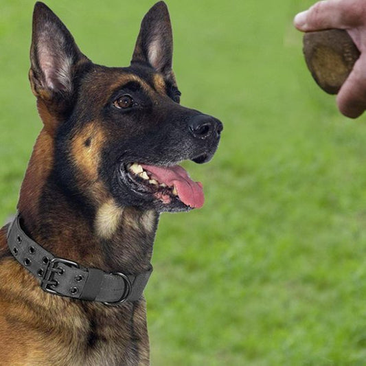 Malinois belge concentré sur une balle tenue par une main portant un collier noir en extérieur sur gazon.