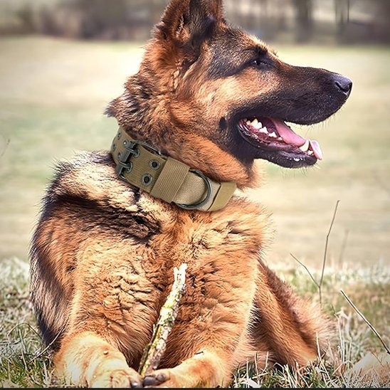 collier chien en nylon resistant couleur beige ajustable avec boucle robuste