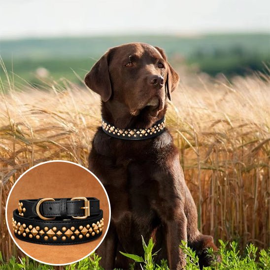 Collier chien | Fidèle Attitude™ - Mon Précieux Fidèle