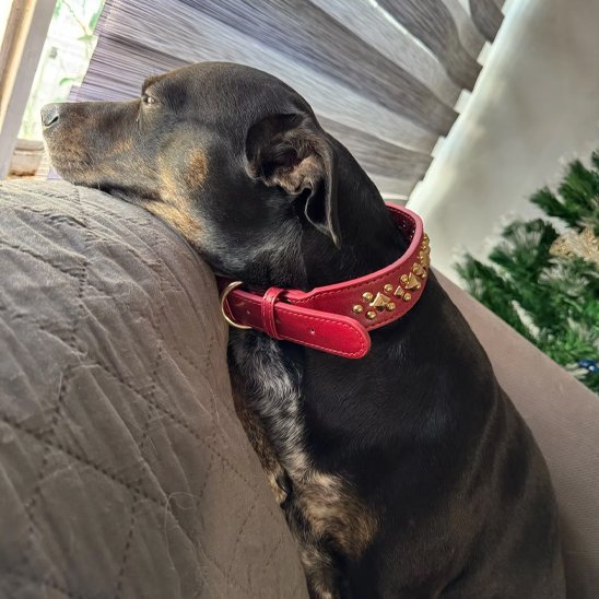 Chien trois couleurs assis sur un canapé regardant par fenêtre portant un collier chien rouge avec clous dorés