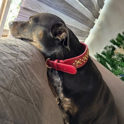 Chien trois couleurs assis sur un canapé regardant par fenêtre portant un collier chien rouge avec clous dorés