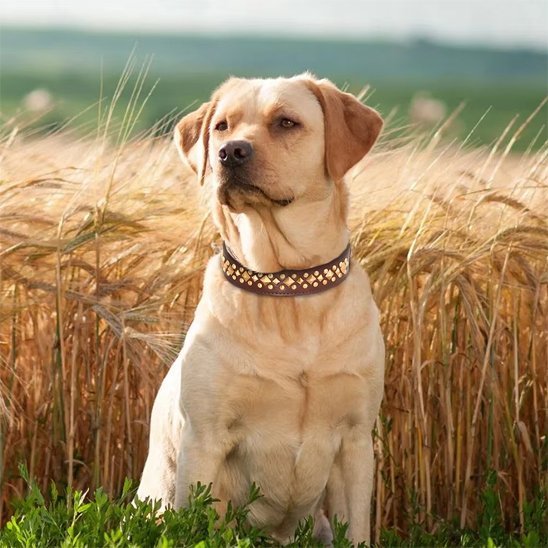 Collier chien marron avec clous dorés, porté par un chien assis dans un champs de blés