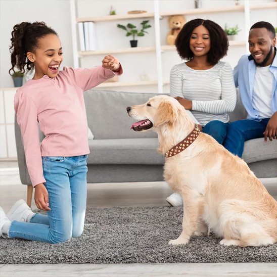 Labrador Blond assis dans salon avec la famille portant un collier chien marron avec clous dorés