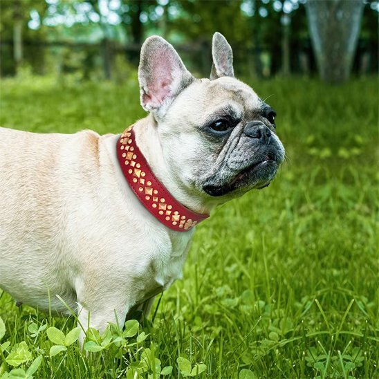 Bulldog Français dans l'herbe verdoyante portant un collier chien rouge avec clous dorés