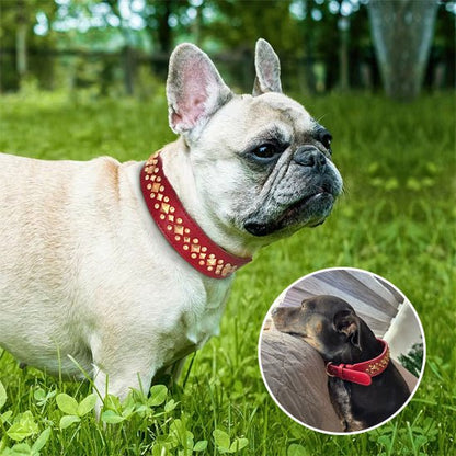 Collier chien | Fidèle Attitude™ - Mon Précieux Fidèle