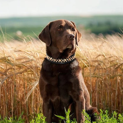 Collier chien noir avec clous dorés au cou d'un labrador brun assis dans un champs de blés