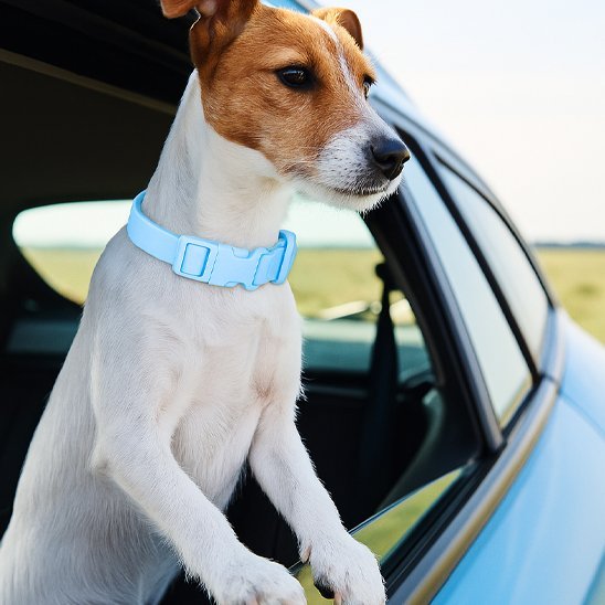 Chien en voiture la tête sortie par la fenêtre portant un collier chien bleu clair 