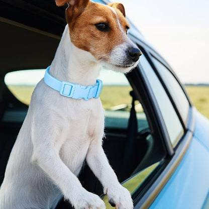 Chien en voiture la tête sortie par la fenêtre portant un collier chien bleu clair 