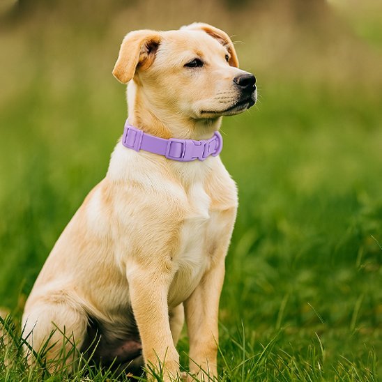 Chien beige assis dans l'herbe verdoyante portant un collier chien en pvc violet 
