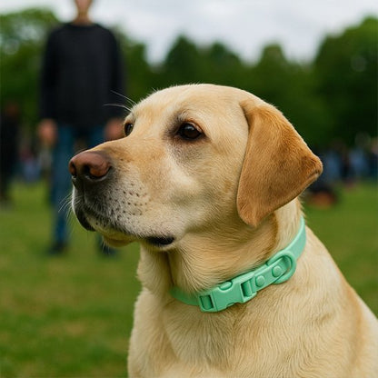 Labrador blond portant un collier chien vert menthe dans un champs de pelouse avec un adulte 