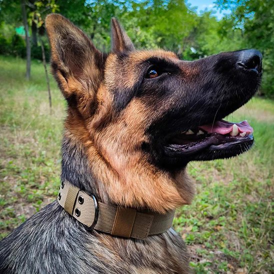 collier chien robuste pour chien ajustable et durable
