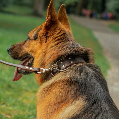 collier en cuir pour chien attache laisse pour promenade