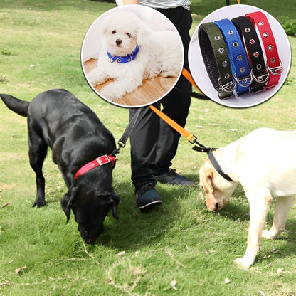 deux gros chiens sur pelouse portant collier pour chien nylon