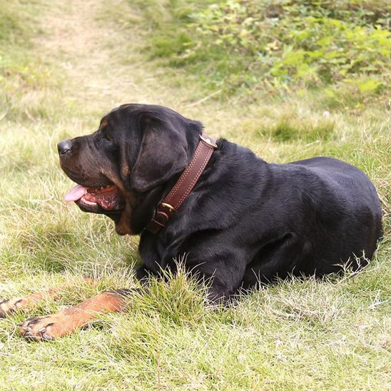 gros chien noir couche gazon avec collier cuir pour chien 