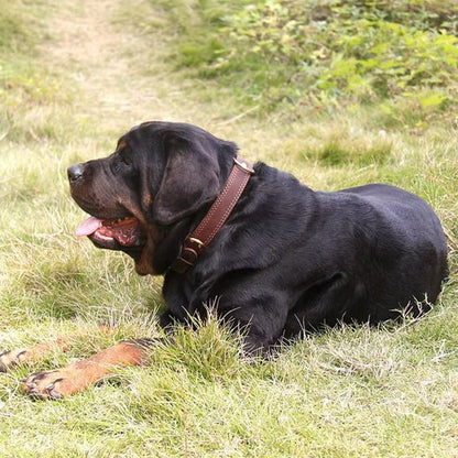 gros chien noir couche gazon avec collier cuir pour chien 