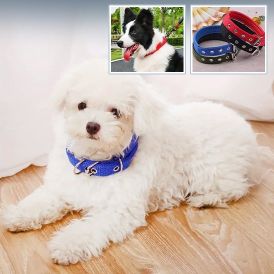 petit chien blanc calme couche dans maison portant collier pour chien nylon bleu