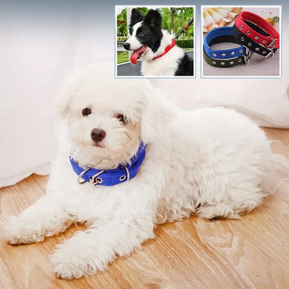 petit chien blanc calme couche dans maison portant collier pour chien nylon bleu
